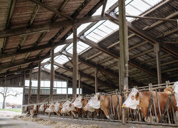 Simmental beef cattle eating at a long feed barrier along a straw-lined feed alley in a cattle barn