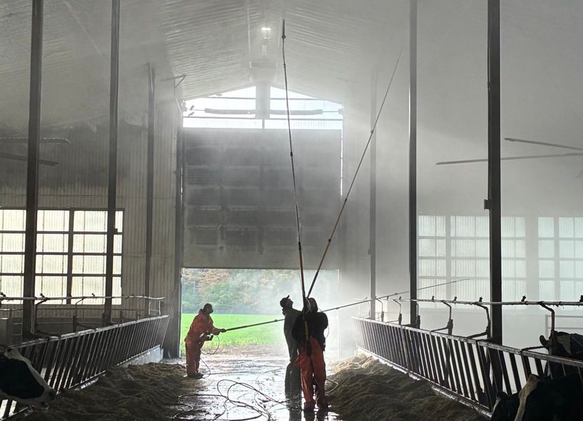 Crew with long wands washing a dairy barn ceiling from the feed alley, Holsteins at the headlocks