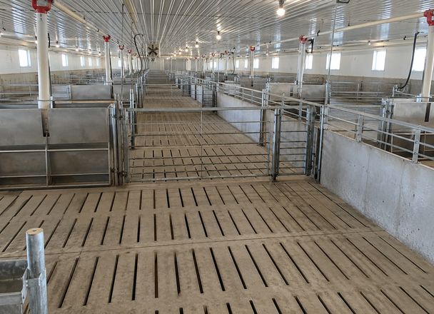 An empty hog barn room with steel pen gates and slatted floors