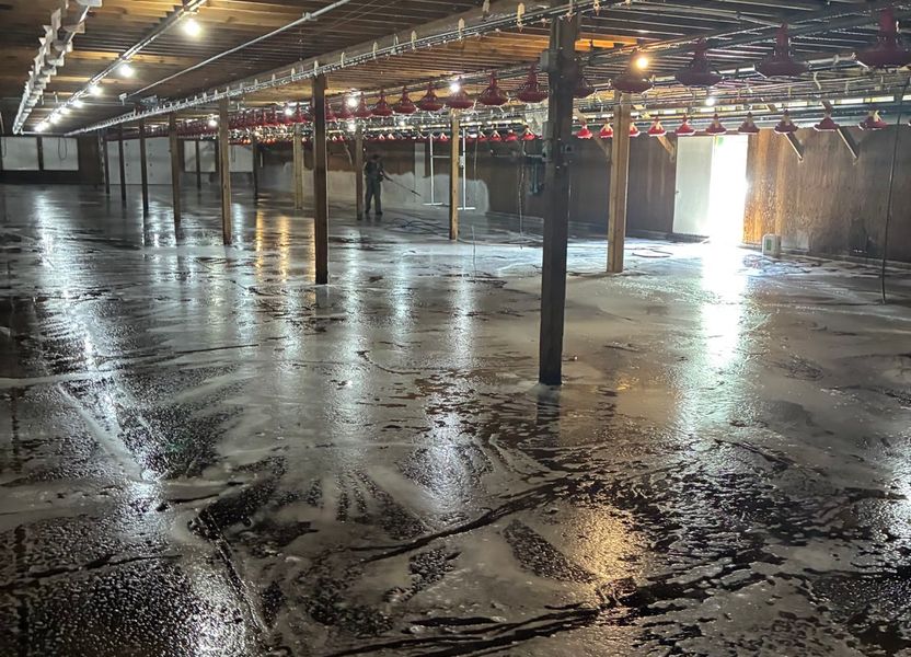 A poultry barn mid-wash, foam on the wet floor and the red pan feeders winched up