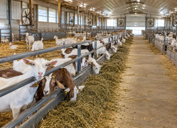 Dairy goats eating hay at a long feed rail beside a clean feed alley in a bright, modern goat barn